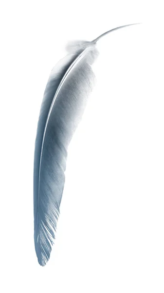 Beautiful Color Feather Isolated White Background — Stock Photo, Image