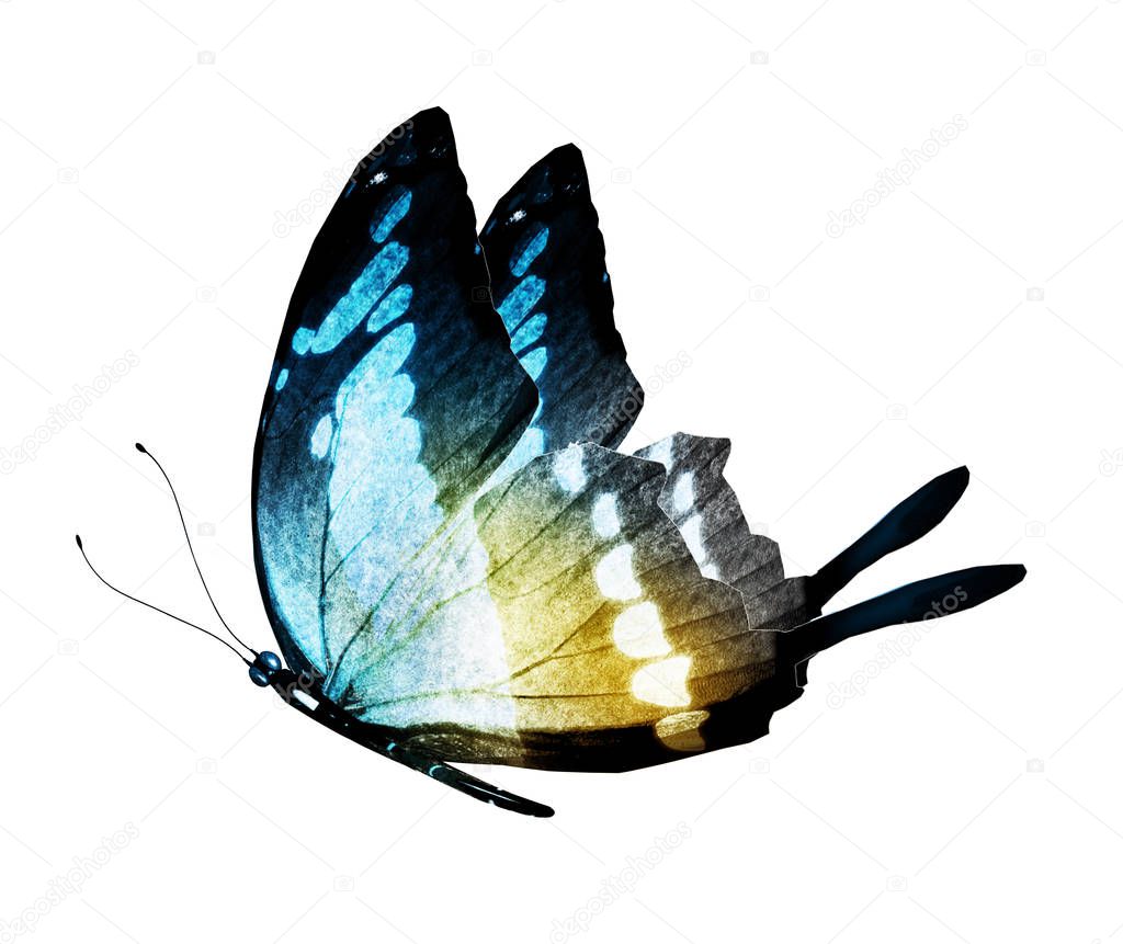 Watercolor butterfly , isolated on white background