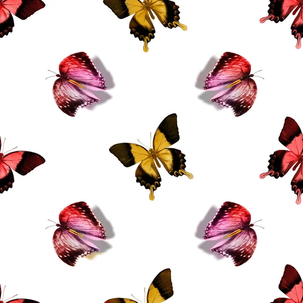 蝶とのシームレスなパターン — ストック写真