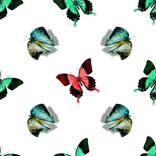 Seamless Pattern Butterflies — Stock Photo, Image