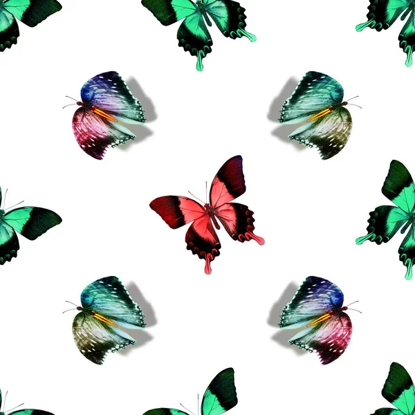 Modèle Sans Couture Avec Des Papillons — Photo
