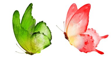 Beyaz arka planda izole edilmiş iki suluboya kelebek.