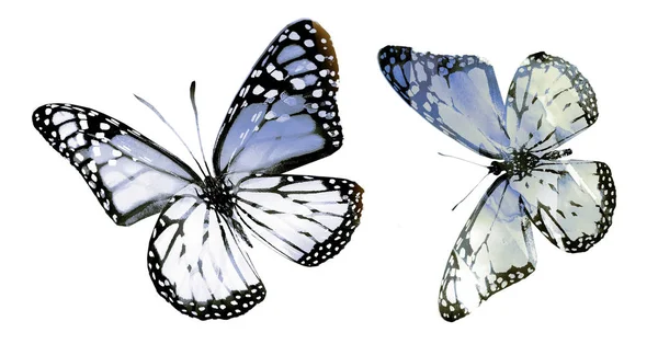 Dos Mariposas Acuarela Aisladas Sobre Fondo Blanco —  Fotos de Stock