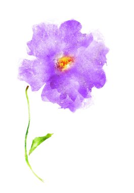 Suluboya çiçeği, beyaz arkaplanda izole