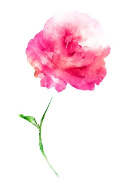 Suluboya çiçeği, beyaz arkaplanda izole
