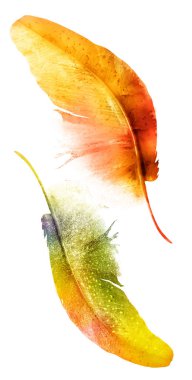 Suluboya tüyleri, beyaz arkaplanda izole