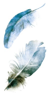 Suluboya tüyleri, beyaz arkaplanda izole