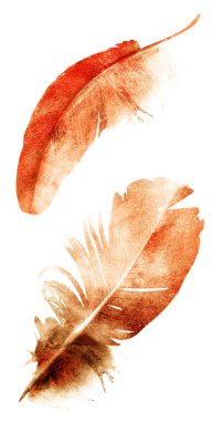 Suluboya tüyleri, beyaz arkaplanda izole