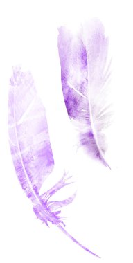 Suluboya tüyleri, beyaz arkaplanda izole