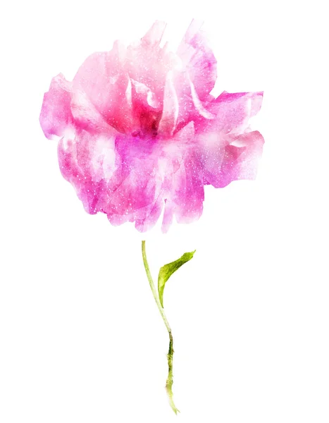 Fleur Aquarelle Isolée Sur Fond Blanc — Photo