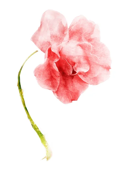 Fleur Aquarelle Isolée Sur Fond Blanc — Photo