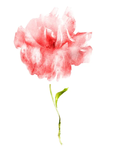Akvarel Květiny Izolované Bílém Pozadí — Stock fotografie