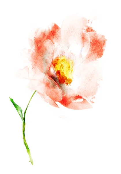 Fleur Aquarelle Isolée Sur Fond Blanc — Photo