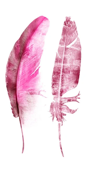 Watercolor Feathers Isolated White Background — Stock Photo, Image