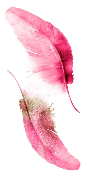 Watercolor Feathers Isolated White Background — Stock Photo, Image