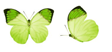 Beyaz arka planda izole edilmiş renkli kelebekler.