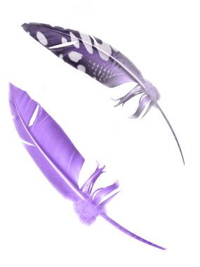 Beyaz arkaplanda izole edilmiş güzel renk tüyü