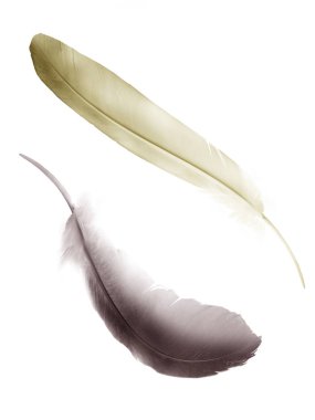 Beyaz arkaplanda izole edilmiş güzel renk tüyü