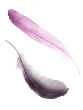 Beyaz arkaplanda izole edilmiş güzel renk tüyü