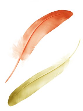 Beyaz arkaplanda izole edilmiş güzel renk tüyü