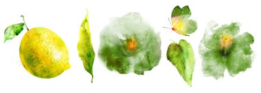 Çiçekli suluboya meyve seti beyaz üzerine