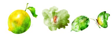 Çiçekli suluboya meyve seti beyaz üzerine