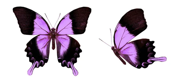 Beyaz Arka Planda Izole Edilmiş Renkli Kelebekler — Stok fotoğraf