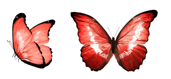 Farfalle Colore Isolate Sfondo Bianco — Foto Stock
