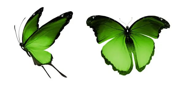 Färg Fjärilar Isolerad Vit Bakgrund — Stockfoto