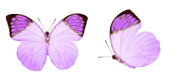 Color Butterflies Isolated White Background — Stock Photo, Image