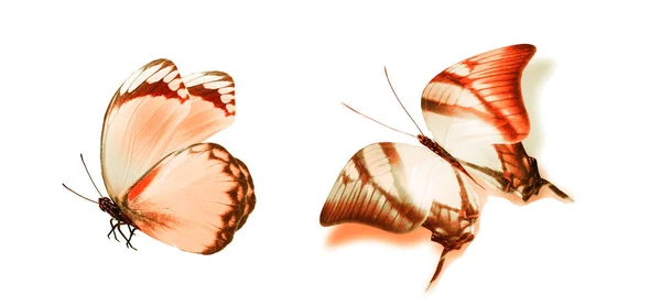 Mariposas Color Aisladas Sobre Fondo Blanco —  Fotos de Stock