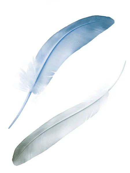 Beautiful Color Feather Isolated White Background — Stock Photo, Image