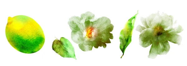 Watercolor Floral Fruit Set White — ストック写真