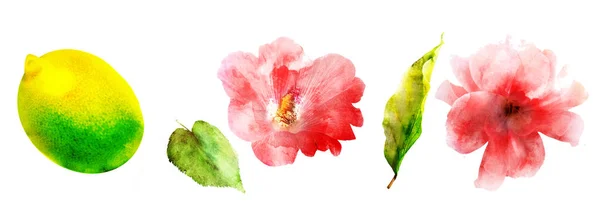 Aquarel Bloemen Fruit Set Wit — Stockfoto