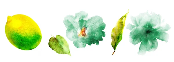 Aquarel Bloemen Fruit Set Wit — Stockfoto