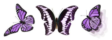 Beyaz arka planda izole edilmiş renkli kelebekler.