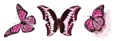 Beyaz arka planda izole edilmiş renkli kelebekler.