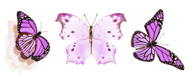 Beyaz arka planda izole edilmiş renkli kelebekler.