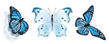 Beyaz arka planda izole edilmiş renkli kelebekler.