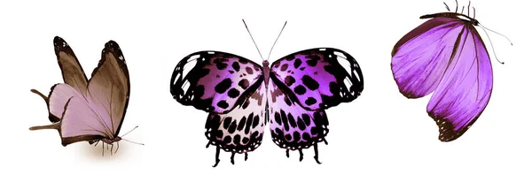 Kolor Motyli Izolowane Białym Tle — Zdjęcie stockowe