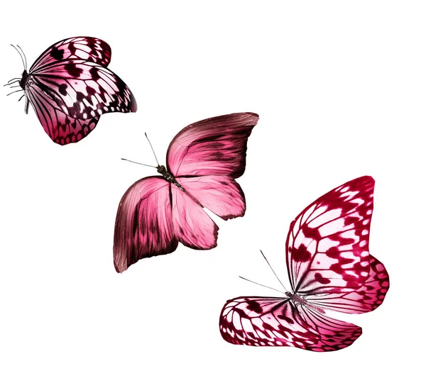 Χρωματικές Πεταλούδες Απομονωμένες Λευκό Φόντο — Φωτογραφία Αρχείου