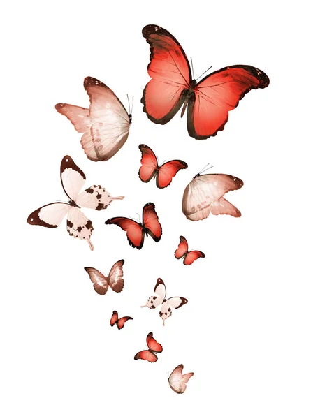 Vliegende Vlinders Geïsoleerd Wit — Stockfoto