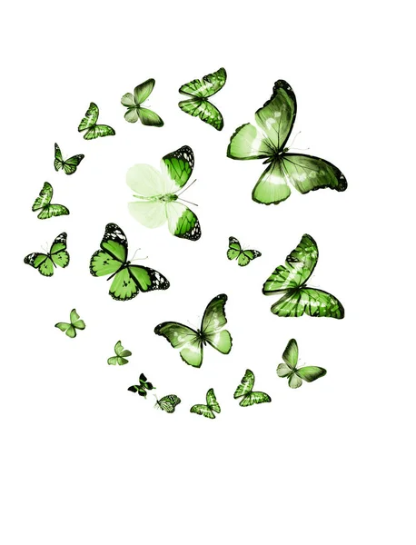 Schwarm Fliegender Schmetterlinge Isoliert Auf Weißem Grund — Stockfoto