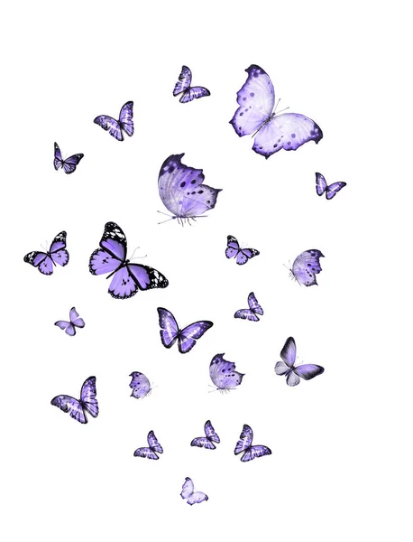 成群结队的飞着的蝴蝶被白色隔离了 — 图库照片