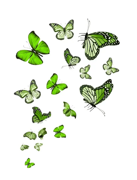 Flock Flying Butterflies Isolated White — Stock Photo, Image