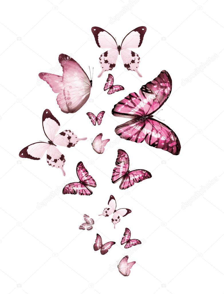 Manada Mariposas Voladoras Aisladas Blanco Ilustración de stock por ©  sun_tiger # 324671552