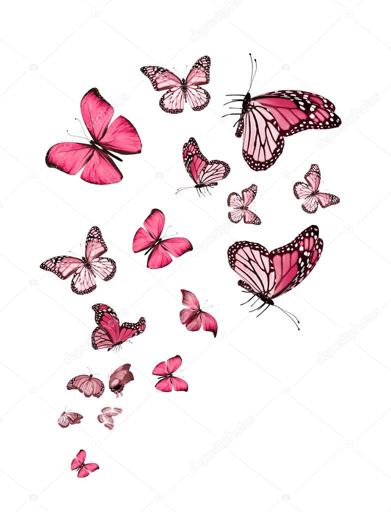 Flock of flying butterflies isolated on white