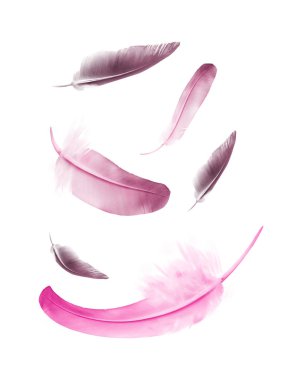 Beyaz arkaplanda izole edilmiş güzel renk tüyleri