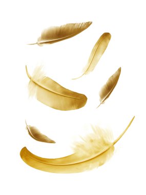 Beyaz arkaplanda izole edilmiş güzel renk tüyleri