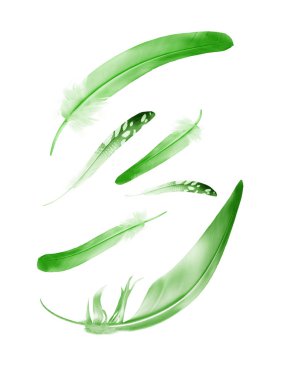 Beyaz arkaplanda izole edilmiş güzel renk tüyleri